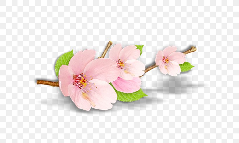 Blossom Peach Petal Plant, PNG, 658x493px, Blossom, Branch, Cherry Blossom, Cut Flowers, Flower Download Free