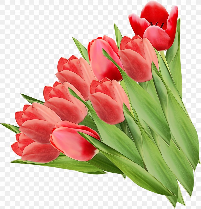 Flower Flowering Plant Tulip Petal Red, PNG, 2887x3000px, Watercolor, Cut Flowers, Flower, Flowering Plant, Lily Family Download Free