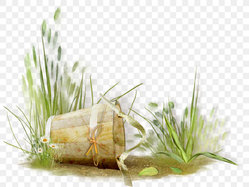Grass Clip Art, PNG, 800x616px, Grass, Alternative Medicine, Chart, Commodity, Cut Copy And Paste Download Free