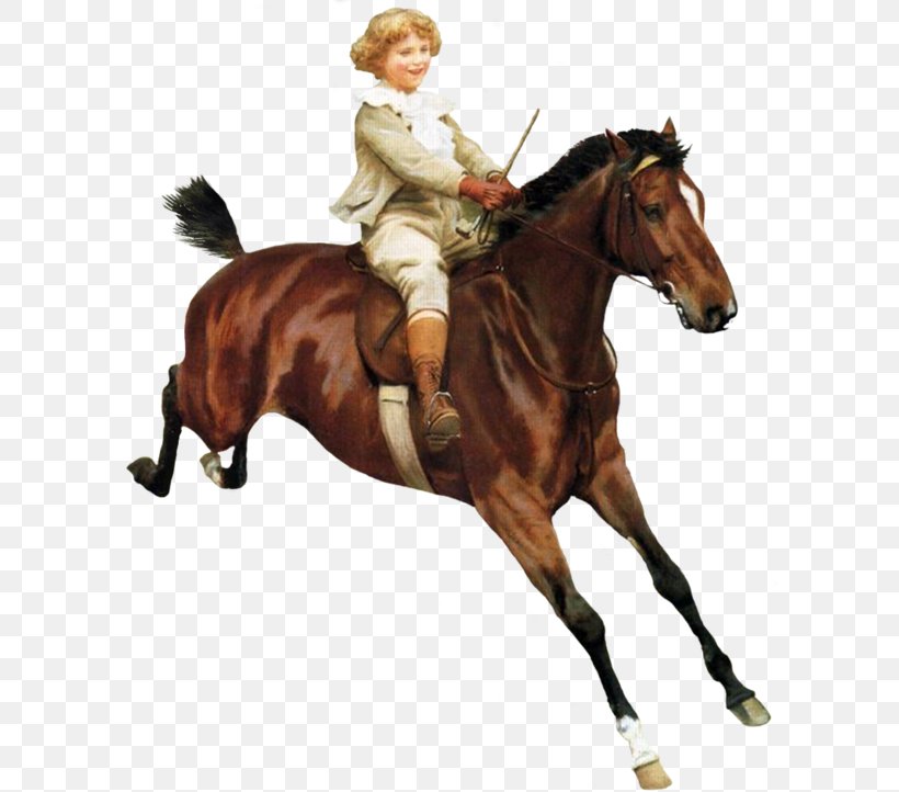Hunt Seat Stallion Mustang Equestrian Jockey, PNG, 600x722px, Hunt Seat, Animal Sports, Animal Training, Bridle, Centerblog Download Free