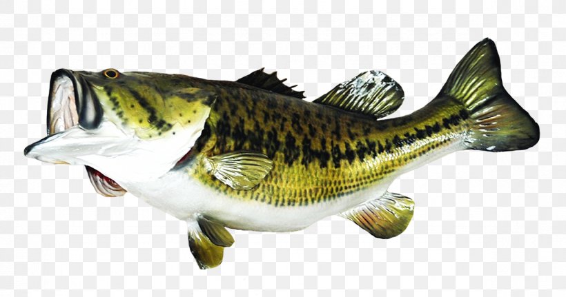Largemouth Bass Taxidermy Bass Fishing, PNG, 1181x621px, Largemouth Bass, Angling, Animal Figure, Bass, Bass Fishing Download Free