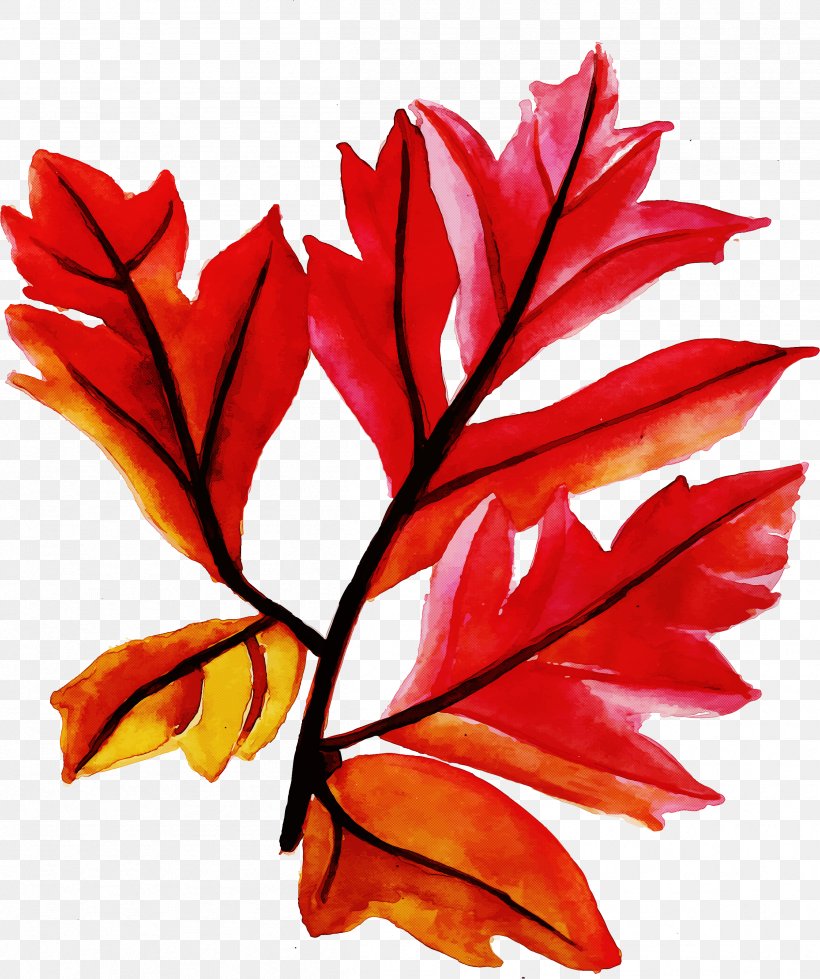 Leaf Red Plant Tree Woody Plant, PNG, 2408x2875px, Leaf, Flower, Flowering Plant, Plant, Red Download Free