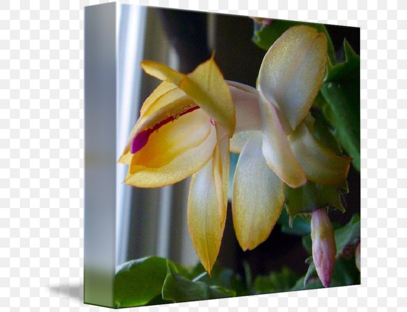 Moth Orchids Cattleya Orchids Wildflower Plant Stem, PNG, 650x630px, Moth Orchids, Cattleya, Cattleya Orchids, Flora, Flower Download Free