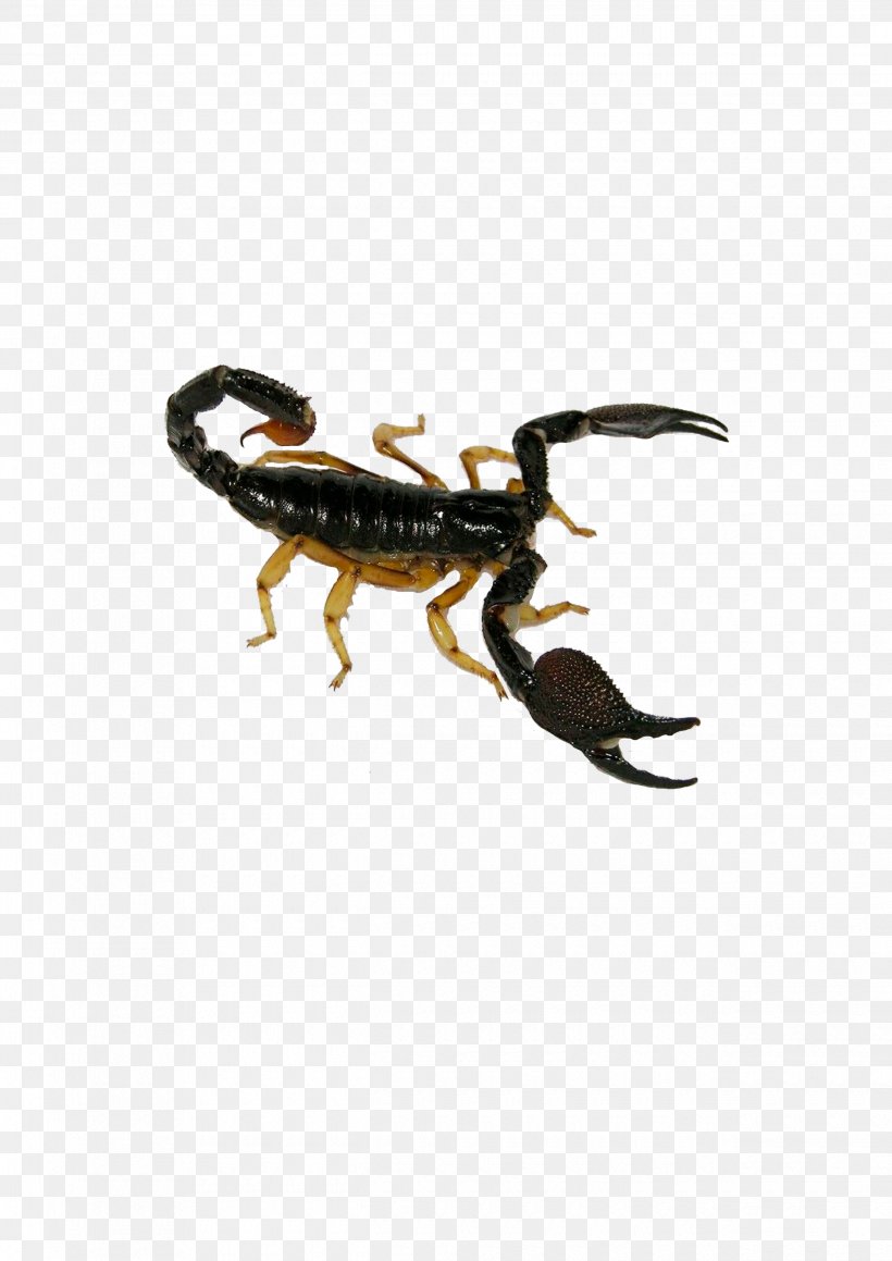 Scorpion Deathstalker Insect Poison, PNG, 2480x3508px, Scorpion, Animal, Buthidae, Deathstalker, Dormitory Download Free