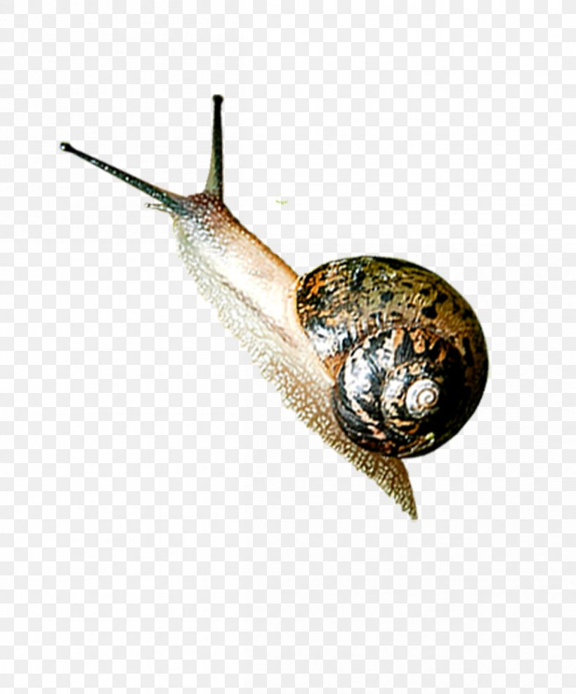 Snail Insect Orthogastropoda Icon, PNG, 1206x1456px, Snail, Insect, Invertebrate, Ladybird, Molluscs Download Free