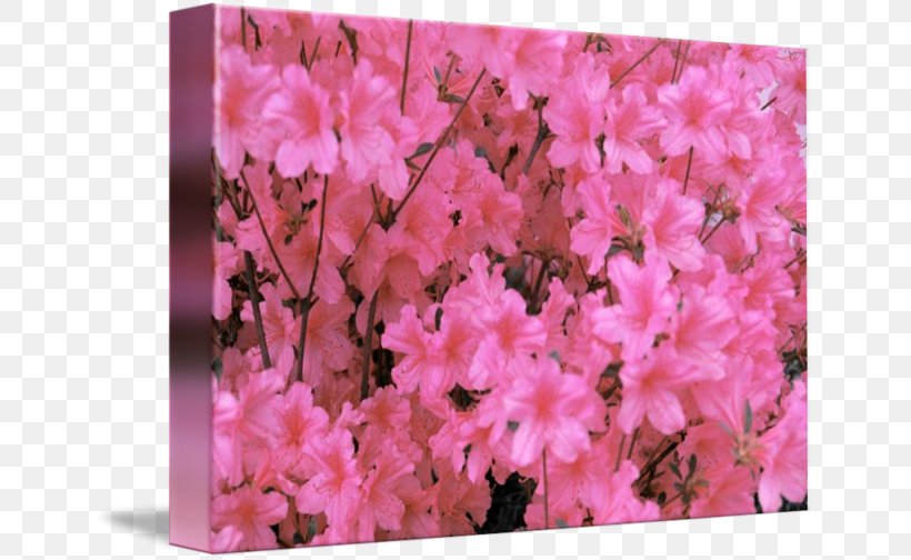 Azalea Rhododendron Cherry Blossom Pink M, PNG, 650x504px, Azalea, Blossom, Branch, Branching, Cherry Download Free