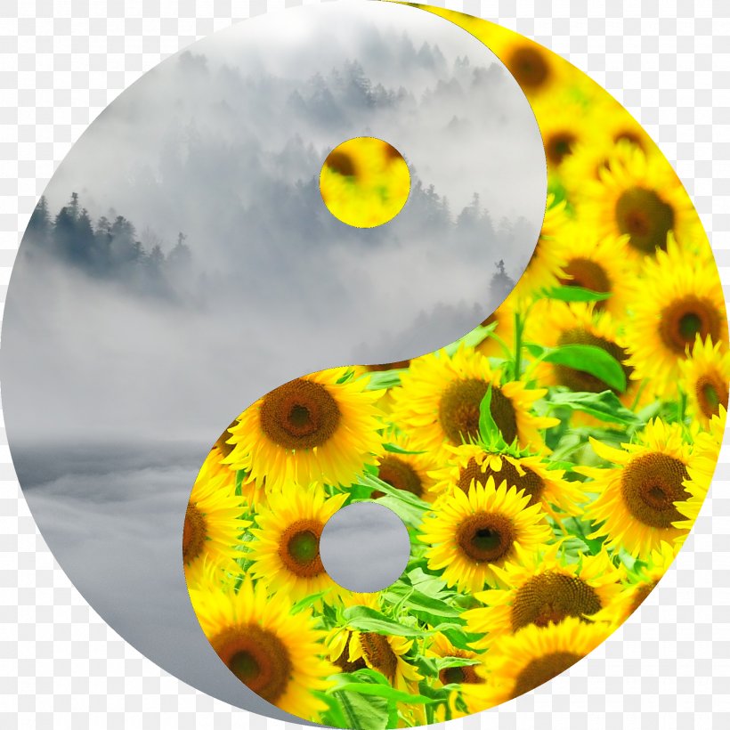 Common Sunflower Photography, PNG, 1920x1920px, Common Sunflower, Flower, Flowering Plant, Organism, Photography Download Free