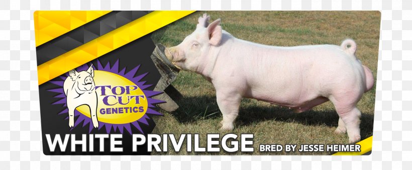 Domestic Pig Top Cut Genetics Poster Tipton, PNG, 1400x578px, Domestic Pig, Advertising, Antman, Atlanta, Brand Download Free