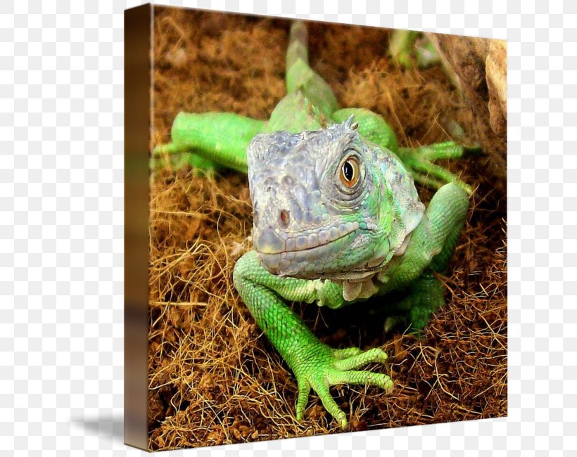 Common Iguanas Chameleons Dragon Lizards Terrestrial Animal, PNG, 639x650px, Common Iguanas, Agamidae, Animal, Chameleon, Chameleons Download Free