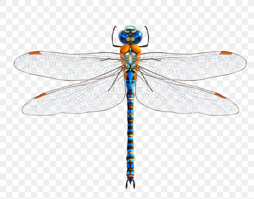 Euclidean Vector Dragonfly Download Illustration, PNG, 1029x807px, Dragonfly, Arthropod, Damselfly, Dragonflies And Damseflies, Insect Download Free