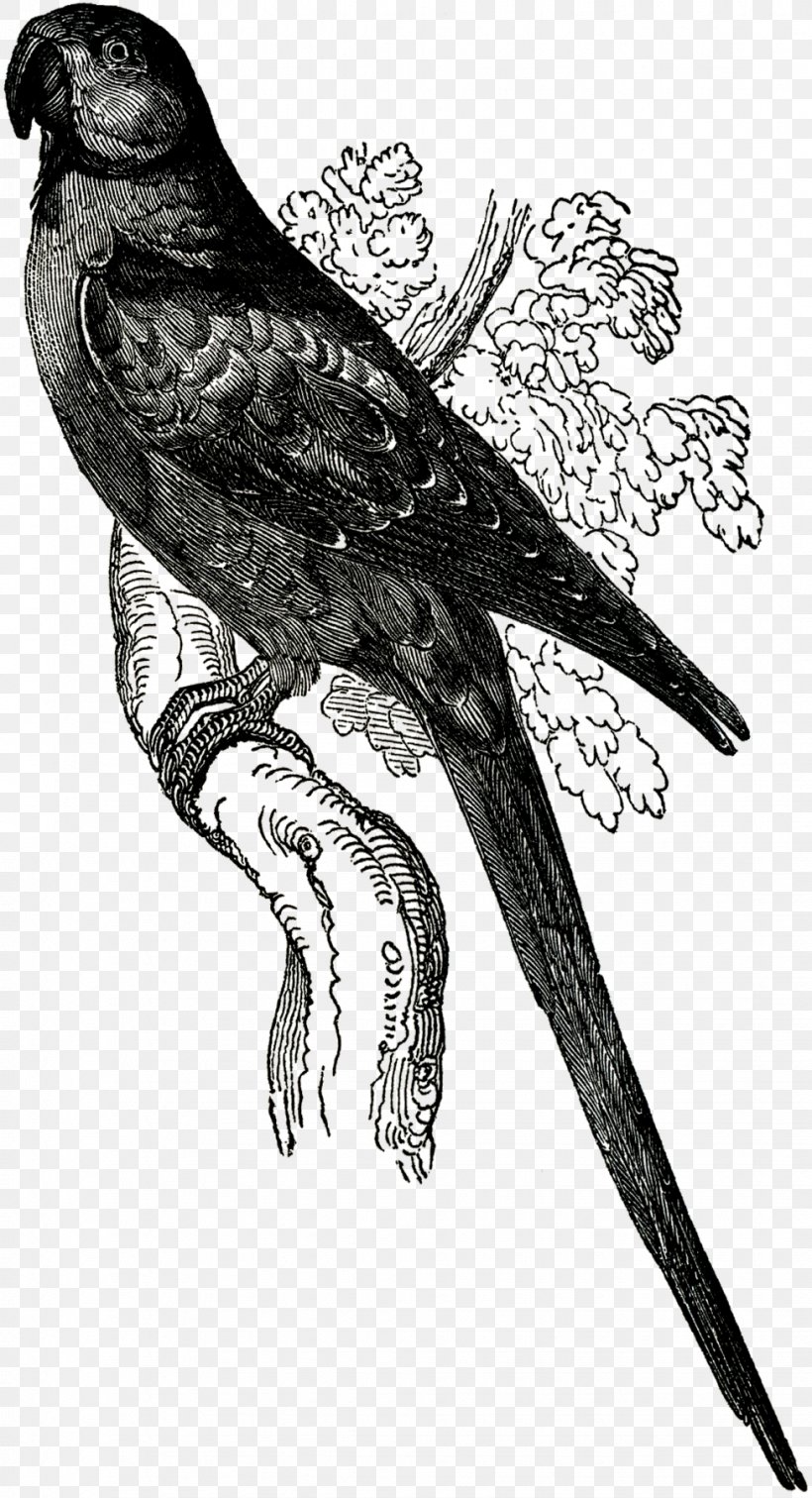 Parrot Beak Finches Hawk Owl, PNG, 976x1800px, Parrot, Art, Beak, Bird, Bird Of Prey Download Free