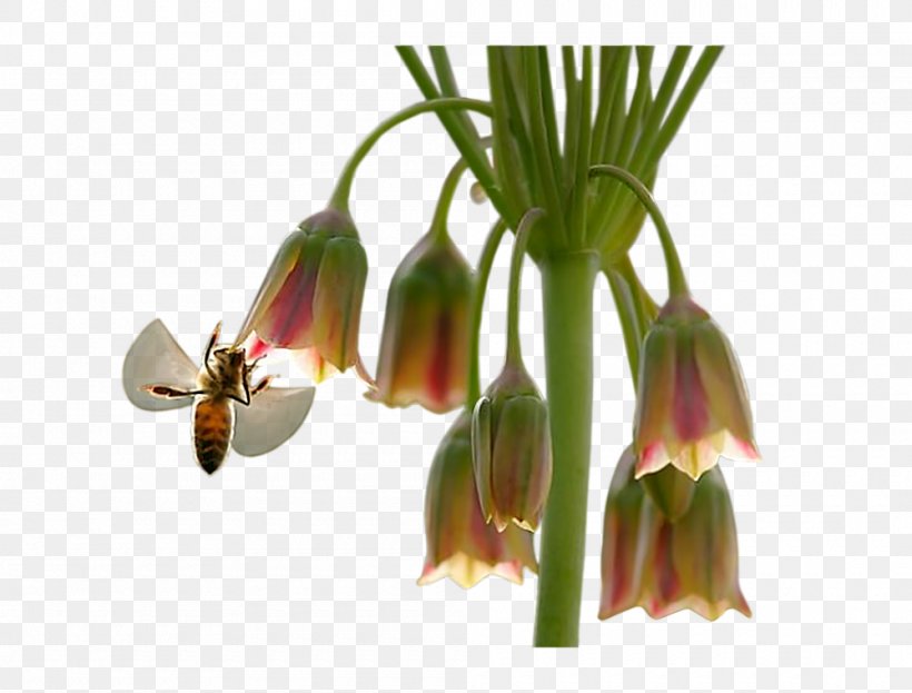Fritillaries Cut Flowers, PNG, 1000x760px, Watercolor, Cartoon, Flower, Frame, Heart Download Free