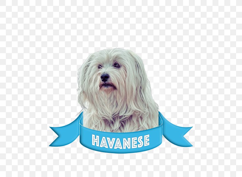 Havanese Dog Jack Russell Terrier Boston Terrier Sunscreen French Bulldog, PNG, 600x600px, Havanese Dog, Bichon, Boston Terrier, Carnivoran, Companion Dog Download Free