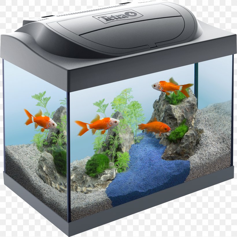 Aquarium Goldfish Tropical Fish Coldwater Fish Tetra, PNG, 2494x2499px, Watercolor, Cartoon, Flower, Frame, Heart Download Free