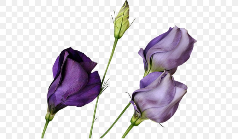 Cut Flowers Arum-lily, PNG, 540x480px, Flower, Arumlily, Bellflower Family, Bud, Cut Flowers Download Free