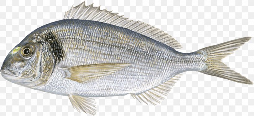 Gilt-head Bream Fried Fish Fishing, PNG, 1000x457px, Gilthead Bream, Animal Figure, Animal Source Foods, Black Seabream, Bluefin Tuna Download Free