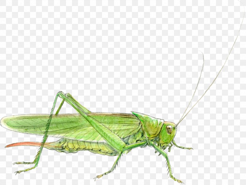 Grasshopper Cricket Locust Sauterelle Tettigonia Viridissima, PNG, 1589x1200px, Grasshopper, Animal, Arthropod, Bein, Cricket Download Free