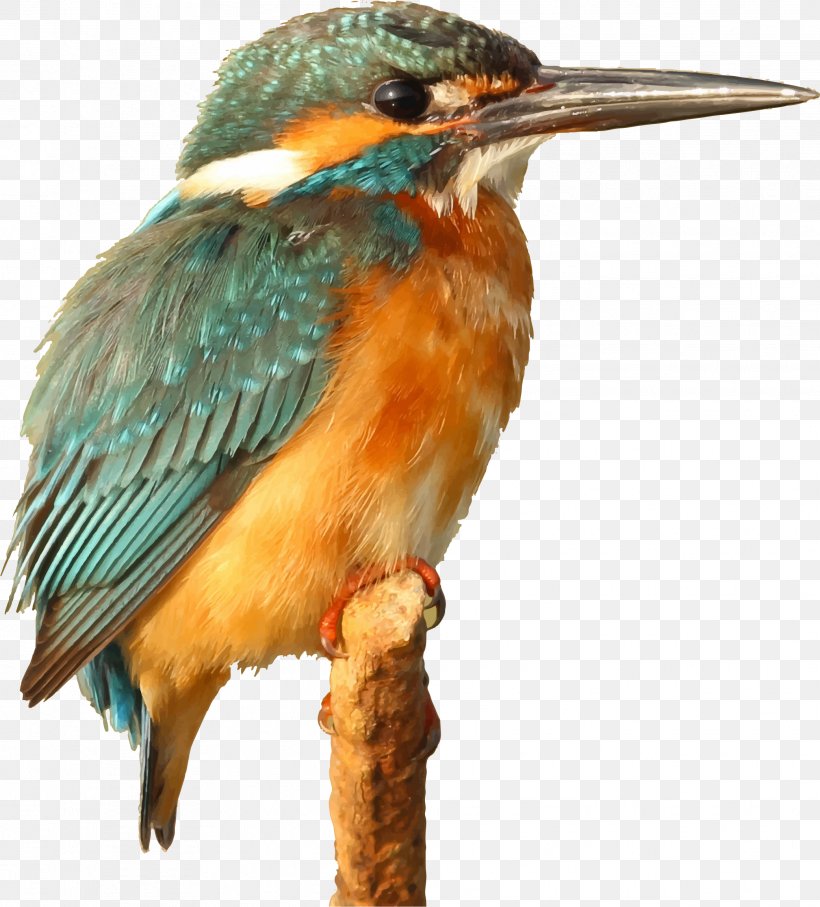 Kingfisher Clip Art, PNG, 2082x2304px, Kingfisher, Beak, Belted Kingfisher, Bird, Birdwatching Download Free