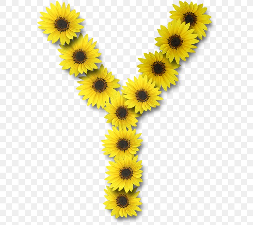 Letter Case Alphabet Y Common Sunflower, PNG, 582x730px, Letter, Alphabet, Common Sunflower, Daisy Family, Flower Download Free