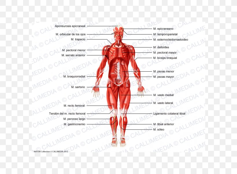 Skeletal Muscle Homo Sapiens Muscular System Human Body, PNG, 600x600px, Watercolor, Cartoon, Flower, Frame, Heart Download Free