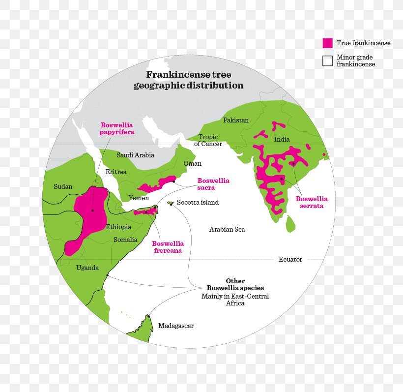 Boswellia Sacra Frankincense Salalah Resin, PNG, 809x797px, Boswellia Sacra, Boswellia, Brand, Diagram, Frankincense Download Free
