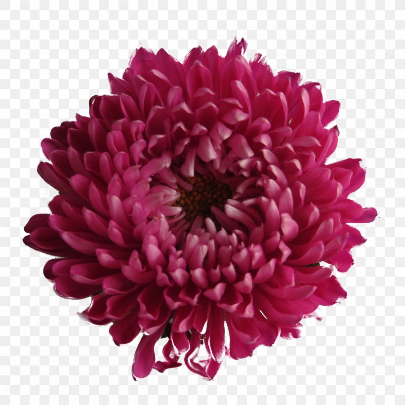 Image File Formats, PNG, 2000x2000px, Image File Formats, Aster, Chrysanthemum, Chrysanths, Color Download Free