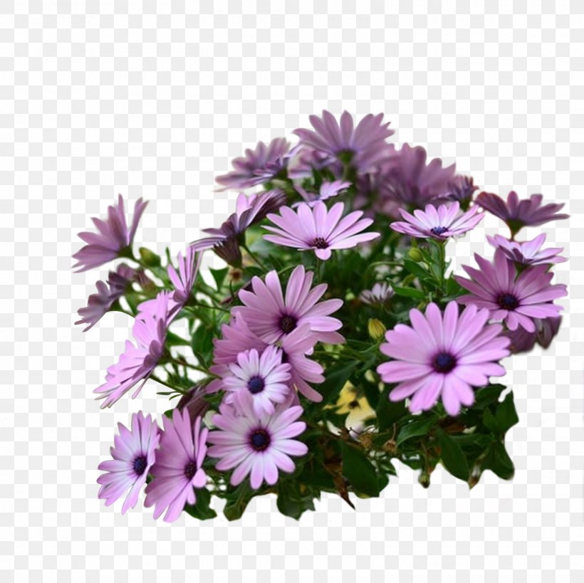 Flower Garden Cut Flowers Common Daisy Floral Design, PNG, 1600x1600px, Flower, Annual Plant, Aster, Blue, Chrysanths Download Free