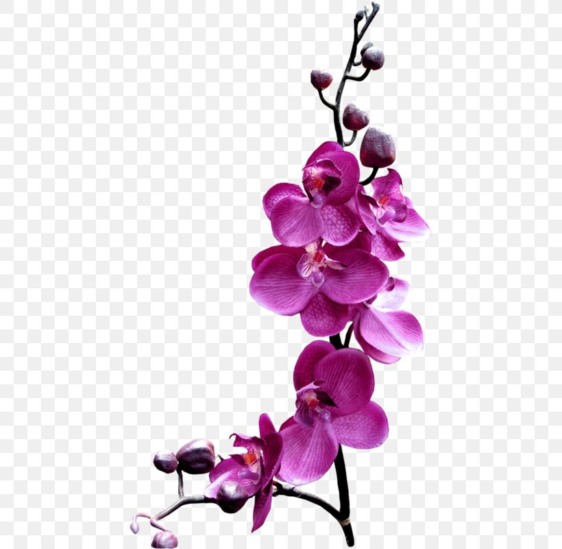 Flower Orchids Stock.xchng Clip Art, PNG, 441x800px, Flower, Artificial Flower, Blossom, Branch, Cut Flowers Download Free