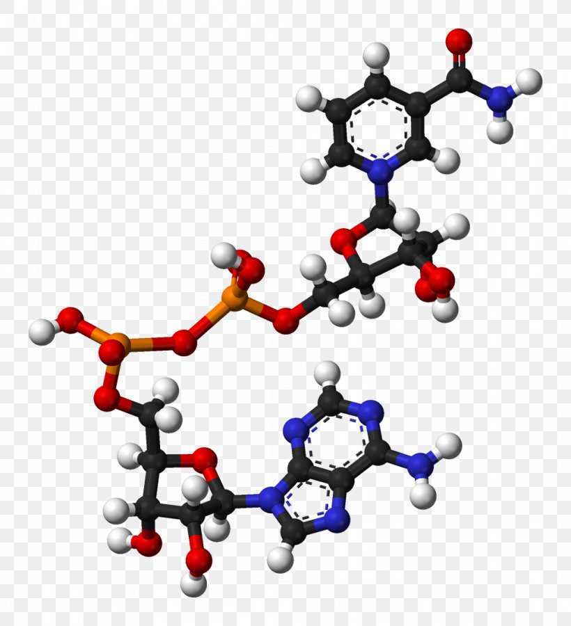 Nicotinamide Adenine Dinucleotide Dietary Supplement Coenzyme Flavin Adenine Dinucleotide, PNG, 1002x1100px, Nicotinamide Adenine Dinucleotide, Adenine, Adenosine Triphosphate, Area, Body Jewelry Download Free