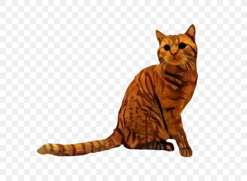 Tabby Cat American Shorthair Toyger Dragon Li California Spangled, PNG, 600x600px, Tabby Cat, American Bobtail, American Shorthair, American Wirehair, Animal Figure Download Free