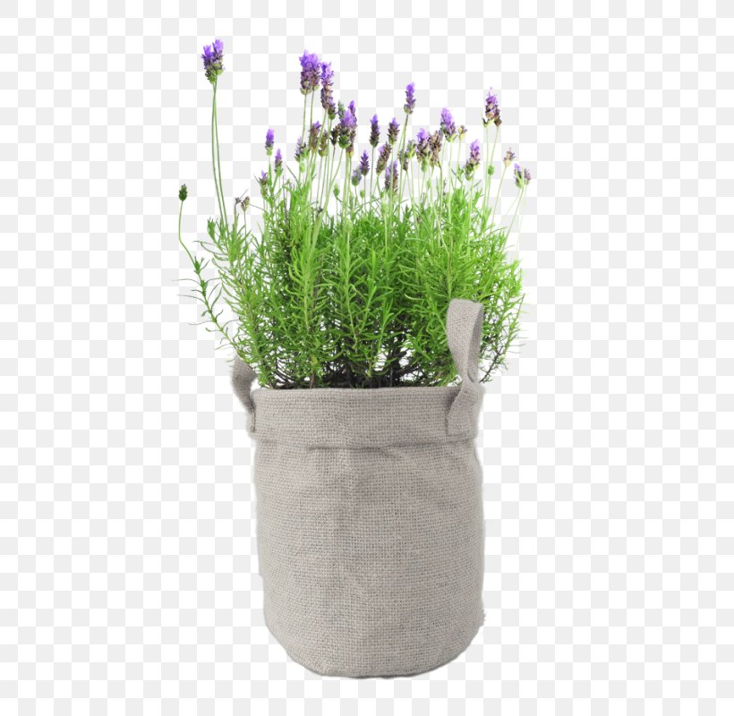 English Lavender Plant Stock Photography Gardenia Flower, PNG, 800x800px, English Lavender, Flower, Flowerpot, Garden, Gardenia Download Free