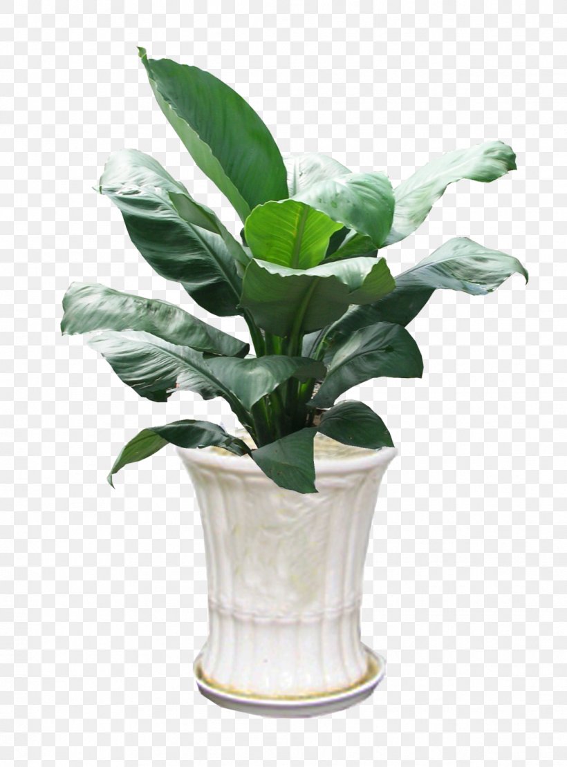 Ornamental Plant Peace Lily Orchids Spathiphyllum Patinii Homo Sapiens, PNG, 1118x1514px, Ornamental Plant, Aloe Vera, Apartment, Architectural Engineering, Flowerpot Download Free