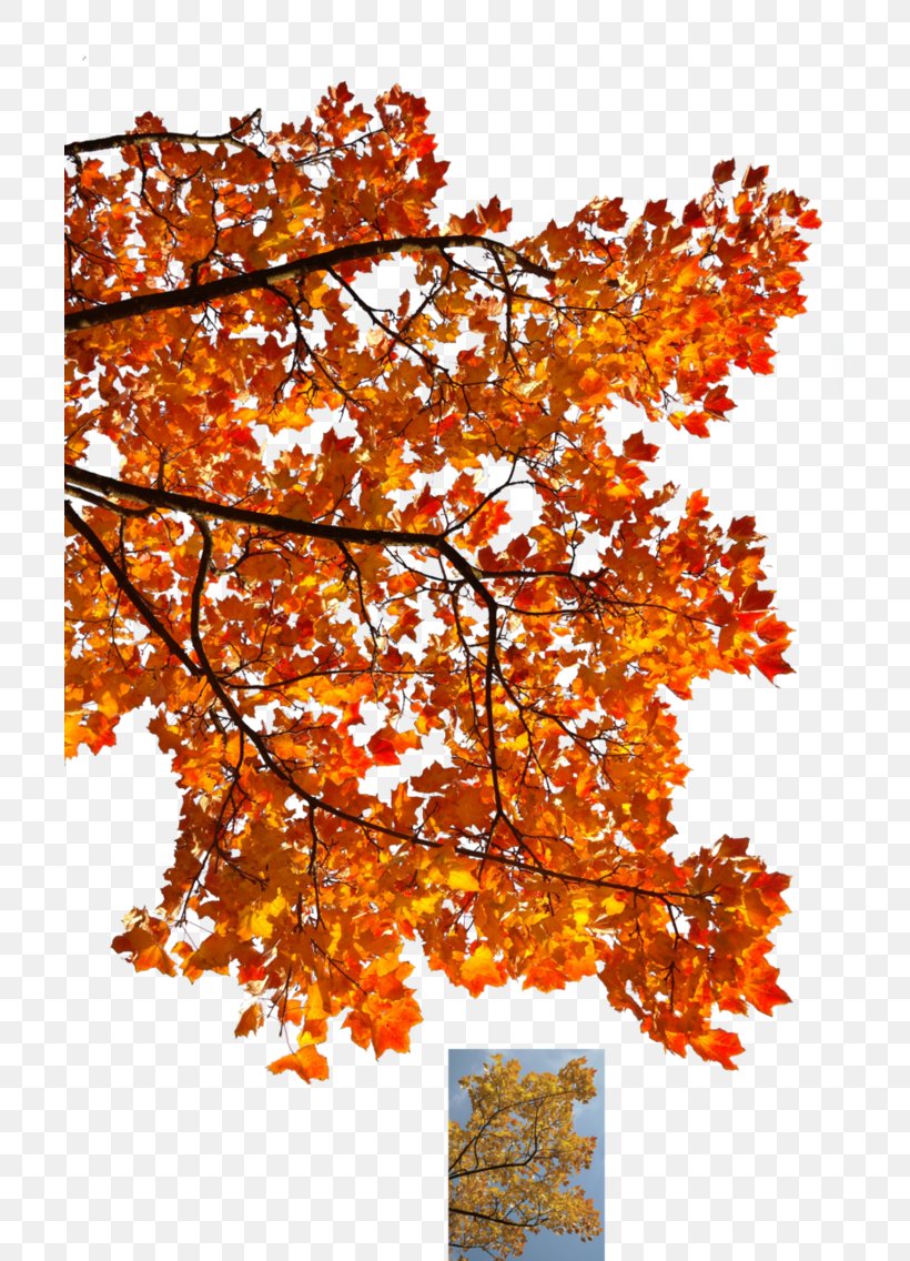 Autumn Leaf Color Tree Maple Branch, PNG, 704x1136px, Autumn, Autumn Leaf Color, Autumn Leaves, Branch, Deciduous Download Free