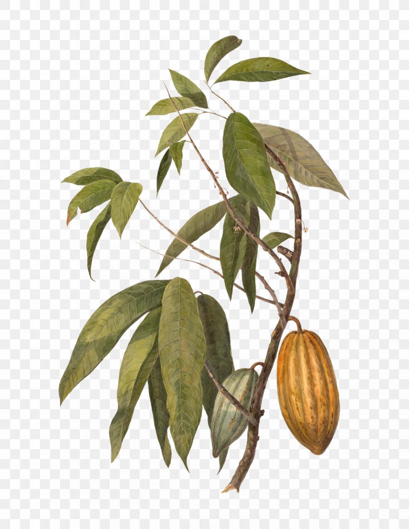 Cocoa Bean Cocoa Butter Cacao Tree Food Chocolate, PNG, 1237x1600px, Cocoa Bean, Botany, Branch, Butter, Cacao Tree Download Free