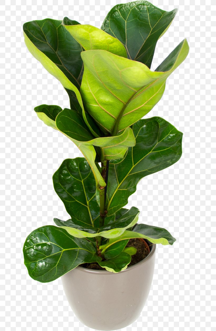 Fiddle-leaf Fig Houseplant Flowerpot Sansevieria, PNG, 650x1255px, Fiddleleaf Fig, Arecaceae, Arrowroot Family, Balcony, Chamaedorea Download Free