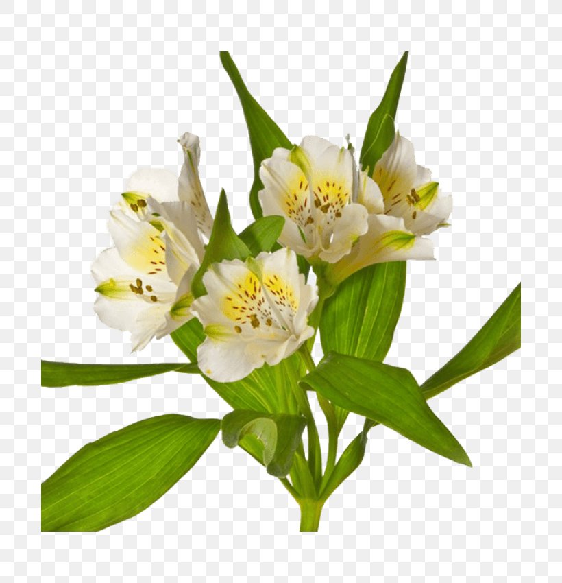 Lily Of The Incas Herbaceous Plant, PNG, 700x850px, Lily Of The Incas, Alstroemeriaceae, Flower, Flowering Plant, Herbaceous Plant Download Free