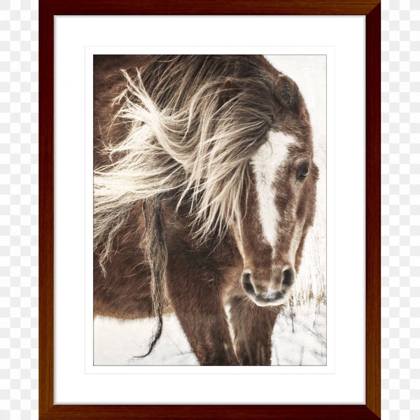 Mustang Pony Stallion Canter And Gallop Clip Art, PNG, 1000x1000px, Mustang, Art, Black, Canter And Gallop, Fauna Download Free