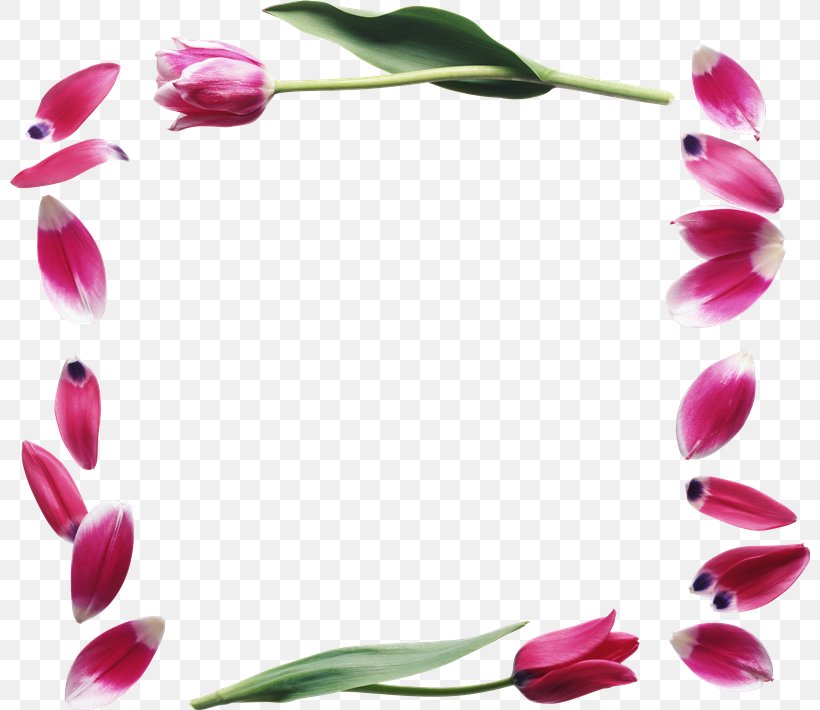 Petal Flower Tulip 8 March, PNG, 800x710px, 8 March, 2018, Petal, Beauty, Flora Download Free