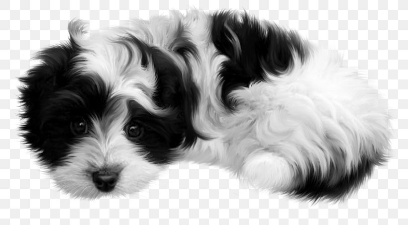 Puppy Cat Dog Kitten, PNG, 800x453px, Puppy, Bearded Collie, Black And White, Carnivoran, Cat Download Free