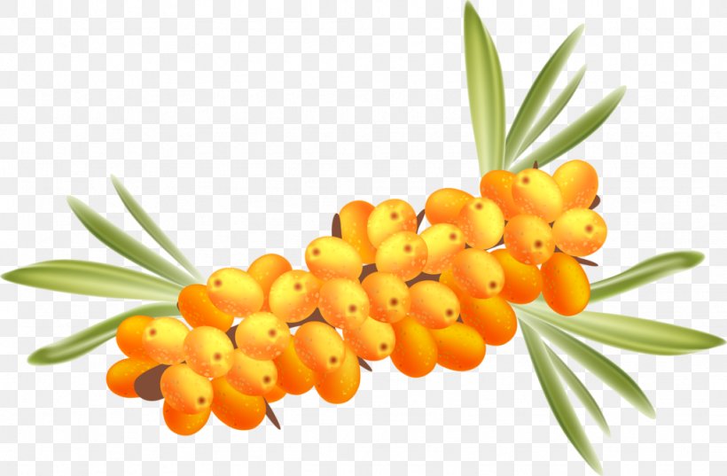 Seaberry Frutti Di Bosco Stock Photography Clip Art, PNG, 1024x671px, Seaberry, Fruit, Frutti Di Bosco, Hippophae, Natural Foods Download Free