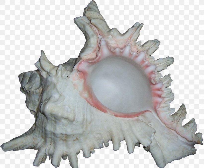 Shankha Conch Sea Star September 11 Attacks, PNG, 1830x1509px, Shankha, Advertising, Bone, Conch, Gender Download Free