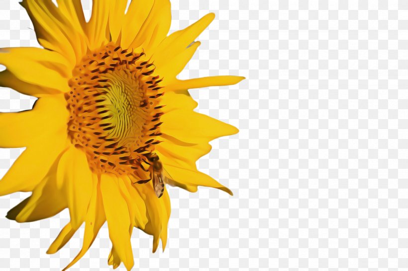 Sunflower Cartoon, PNG, 2448x1632px, Sunflower, Annual Plant, Asterales, Bloom, Common Sunflower Download Free