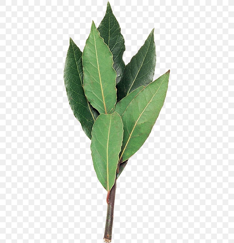 Bay Laurel Plant Stem Leaf Laurus, PNG, 375x853px, Bay Laurel, Laurales, Laurel Family, Laurus, Leaf Download Free