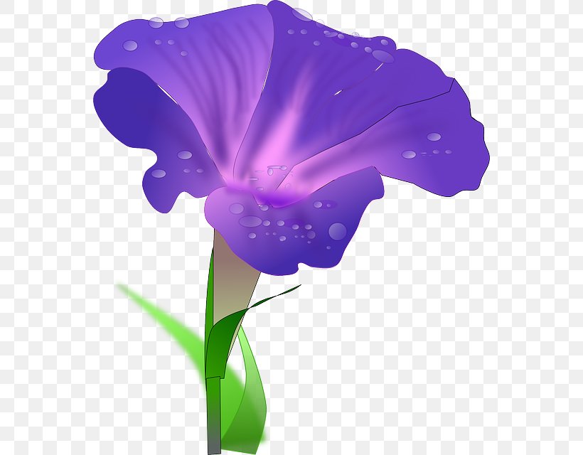 Clip Art Morning Glory Drawing Image Vector Graphics, PNG, 558x640px, Morning Glory, Com, Computer, Drawing, Flora Download Free