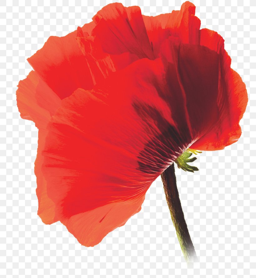 Common Poppy Photography AllPosters.com, PNG, 800x890px, Poppy, Allposterscom, Common Poppy, Coquelicot, Flower Download Free