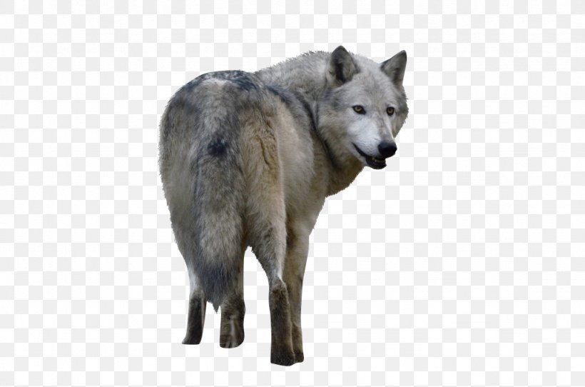 Czechoslovakian Wolfdog Saarloos Wolfdog Alaskan Tundra Wolf Coyote, PNG, 1024x678px, Czechoslovakian Wolfdog, Alaskan Tundra Wolf, Animal, Canidae, Canis Lupus Tundrarum Download Free