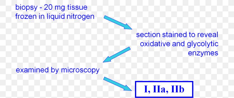 Document Anatomy Shoulder Girdle Organization Angle, PNG, 756x344px, Document, Anatomy, Area, Blue, Brand Download Free