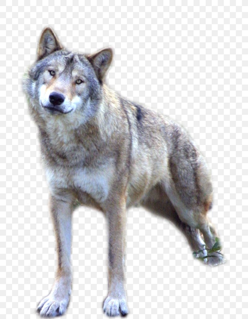 Dog Clip Art, PNG, 756x1056px, Dog, Apex Predator, Arctic Wolf, Canis, Canis Lupus Tundrarum Download Free