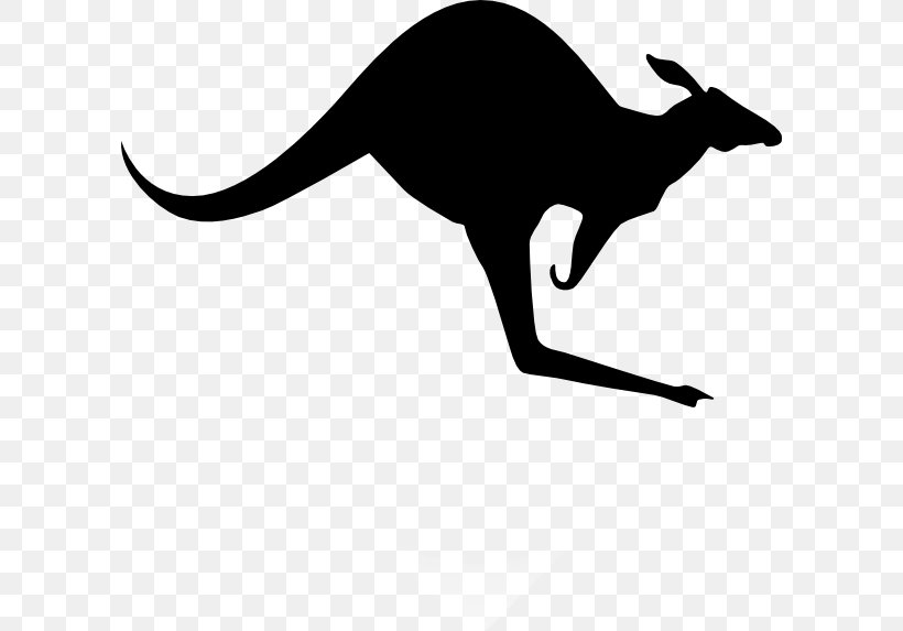 difference between kangaroo and koala clipart