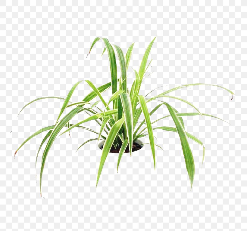 Sweet Grass Terrestrial Plant Leaf Plant Stem Tree, PNG, 768x768px, Sweet Grass, Aquarium, Aquarium Decor, Flowerpot, Grass Download Free